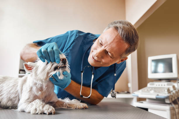 Best Urgent Dental Care in Pierceton, IN